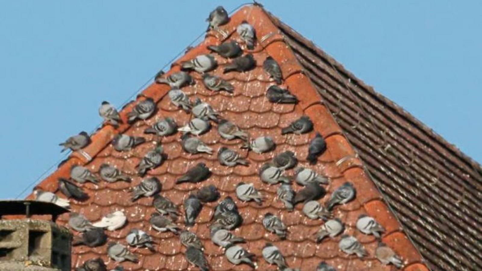 Vaihinger Tauben halten in der Wintersonne Siesta.  Foto: Rostek