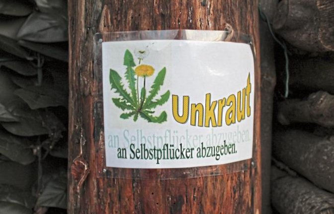 Leider etwas zu spät für die Glyphosatdebatte erreicht uns dieses Bild. Fotografiert von Philipp Pfisterer in Enzweihingen.