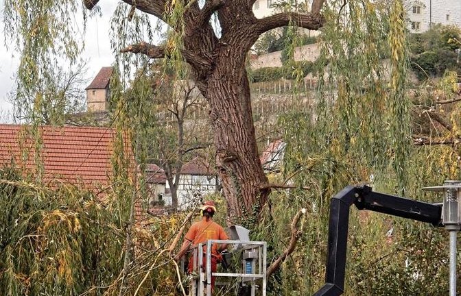 Ab und zu ist bei den Trauerweiden am Vaihinger Enzufer ein Pflegeschnitt nötig. aa