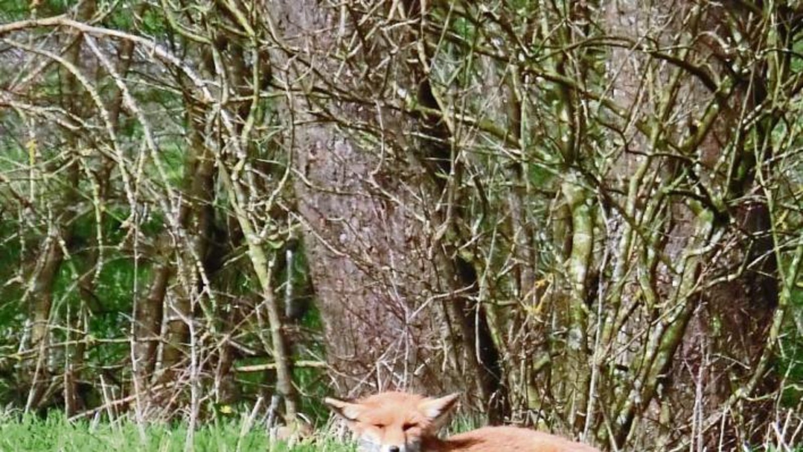Diesen wohl sonnenbadenden Fuchs hat Clara Spielmann aus Gündelbach geknipst.