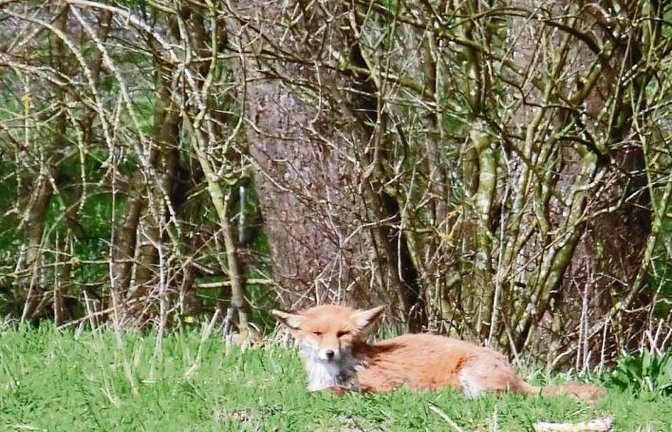 Diesen wohl sonnenbadenden Fuchs hat Clara Spielmann aus Gündelbach geknipst.