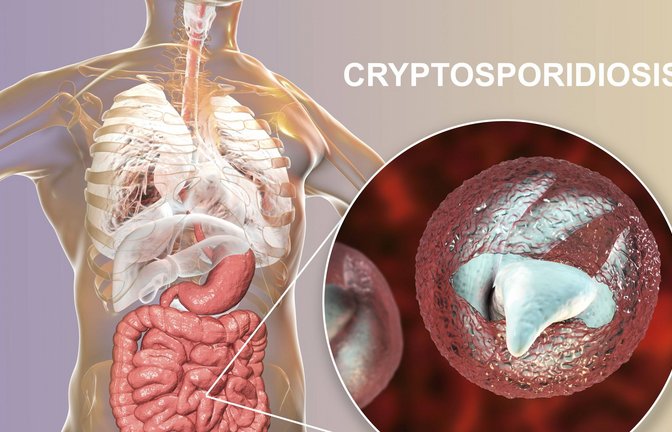 Medizinische Darstellung des Darmparasiten Cryptosporidium.<span class='image-autor'>Foto: Imago/Science Photo Library</span>