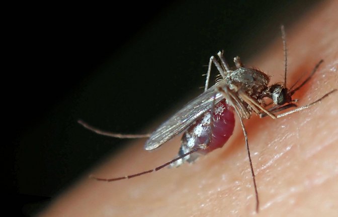 Stechmücken übertragen mittlerweile das West-Nil-Virus auch in Deutschland.<span class='image-autor'>Foto: imago images/imagebroker/imageBROKER/Heinz Krimmer via www.imago-images.de</span>