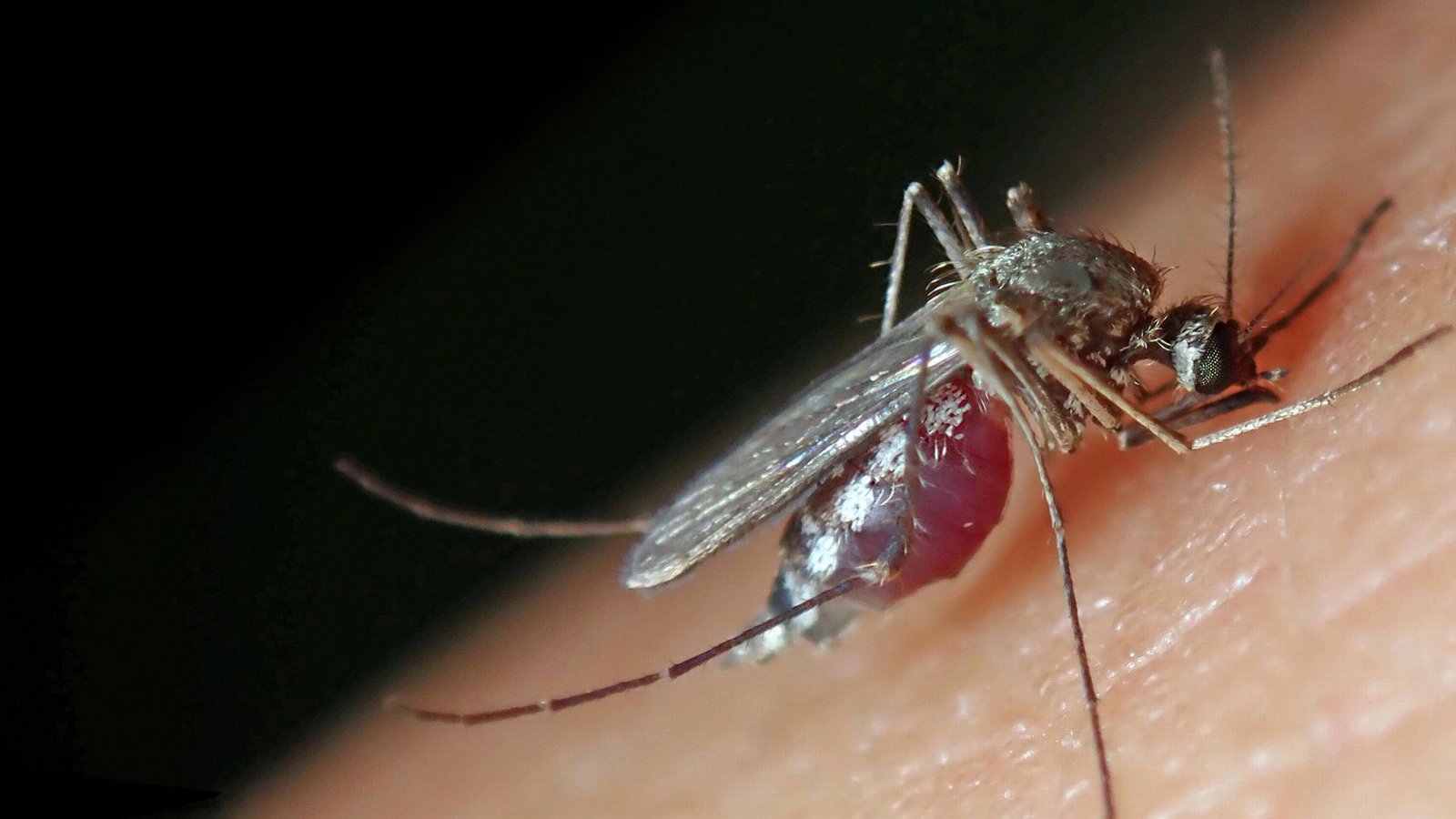 Stechmücken übertragen mittlerweile das West-Nil-Virus auch in Deutschland.Foto: imago images/imagebroker/imageBROKER/Heinz Krimmer via www.imago-images.de