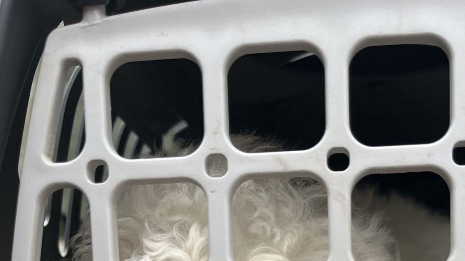 Das Veterinäramt Heilbronn hat den Welpen beschlagnahmt.Foto: Peta