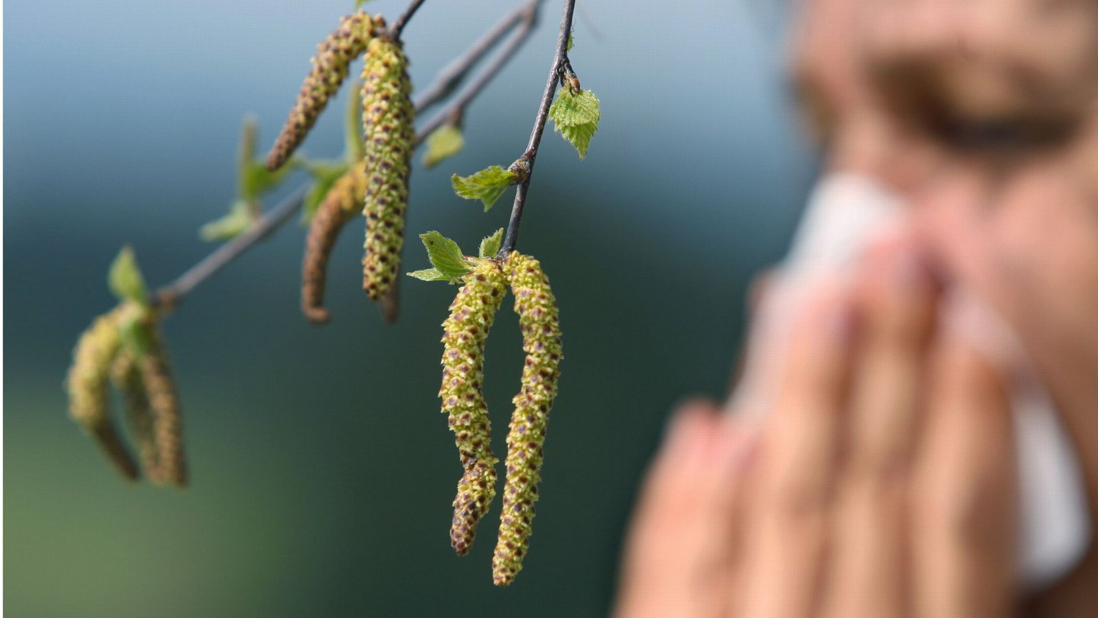 Am Wochenende wird eine sehr hohe Birkenpollen-Belastung in Baden-Württemberg erwartet.Foto: dpa/Karl-Josef Hildenbrand Am Wochenende wird eine sehr hohe Birkenpollen-Belastung in Baden-Württemberg erwartet.Foto: dpa/Karl-Josef Hildenbrand