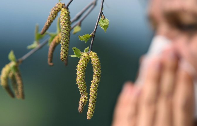 Am Wochenende wird eine sehr hohe Birkenpollen-Belastung in Baden-Württemberg erwartet.<span class='image-autor'>Foto: dpa/Karl-Josef Hildenbrand</span>