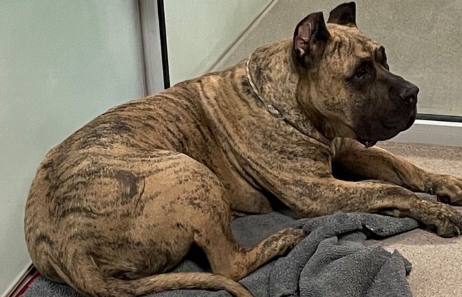 Dieser Hund wurde bei Crailsheim in Baden-Württemberg ausgesetzt.<span class='image-autor'>Foto: Polizeipräsidium Aalen</span>