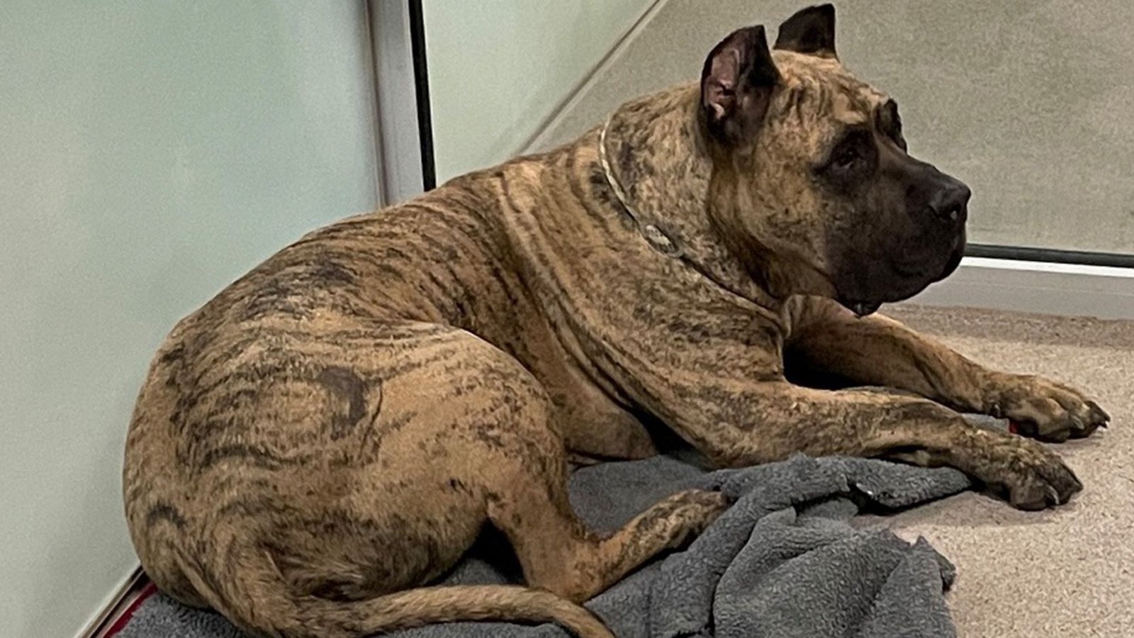 Dieser Hund wurde bei Crailsheim in Baden-Württemberg ausgesetzt.Foto: Polizeipräsidium Aalen Dieser Hund wurde bei Crailsheim in Baden-Württemberg ausgesetzt.Foto: Polizeipräsidium Aalen