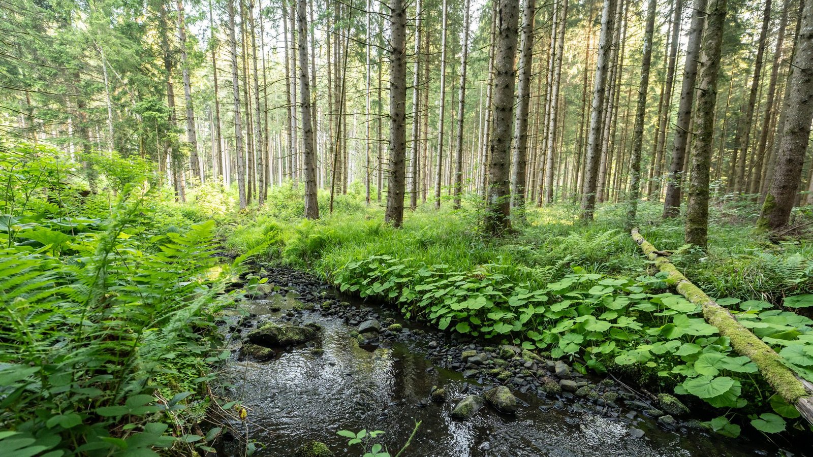 Wegen des Klimawandels nehmen Wälder weniger CO2 auf als notwendig.Foto: Silas Stein/dpa Wegen des Klimawandels nehmen Wälder weniger CO2 auf als notwendig.Foto: Silas Stein/dpa