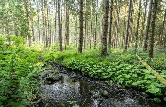 Wegen des Klimawandels nehmen Wälder weniger CO2 auf als notwendig.<span class='image-autor'>Foto: Silas Stein/dpa</span>