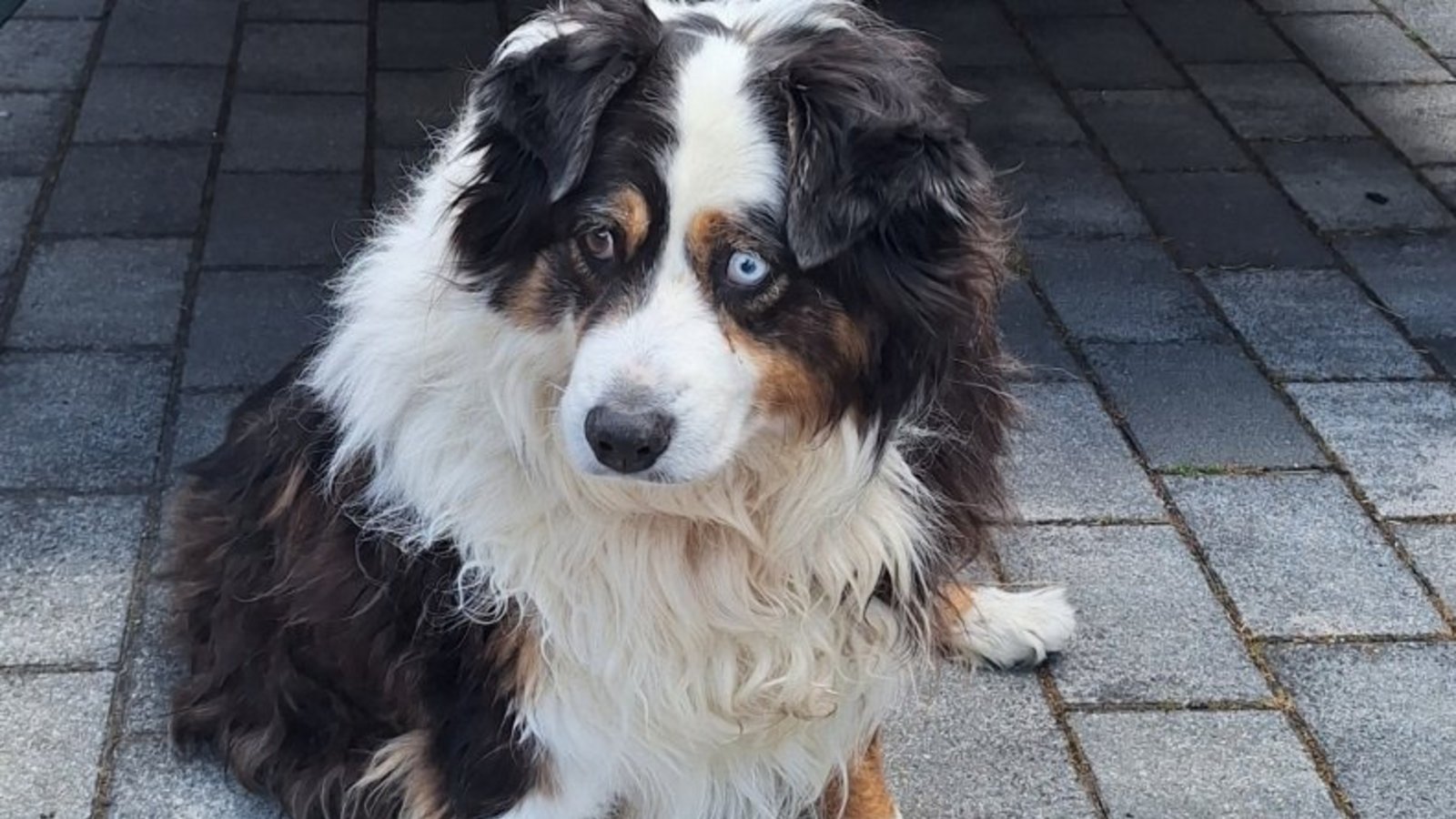 Cheyenne hat alles im Blick.  Fotos: Kauer