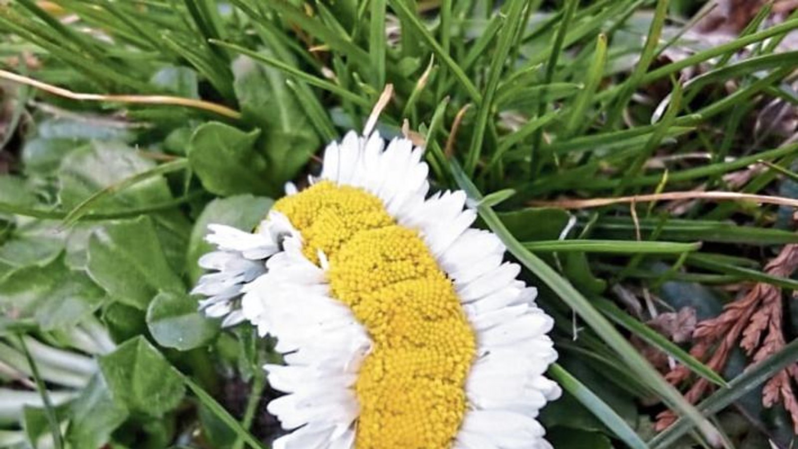 Eine botanische Besonderheit hat Christian von Khuon-Wildegg aus Vaihingen am Osterwochenende entdeckt: zwölf ineinander verwachsene Gänseblümchen, die nun wie ein Gänsewürmchen aussehen. Eine botanische Besonderheit hat Christian von Khuon-Wildegg aus Vaihingen am Osterwochenende entdeckt: zwölf ineinander verwachsene Gänseblümchen, die nun wie ein Gänsewürmchen aussehen.