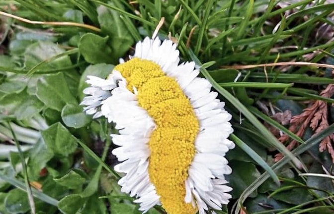 Eine botanische Besonderheit hat Christian von Khuon-Wildegg aus Vaihingen am Osterwochenende entdeckt: zwölf ineinander verwachsene Gänseblümchen, die nun wie ein Gänsewürmchen aussehen.