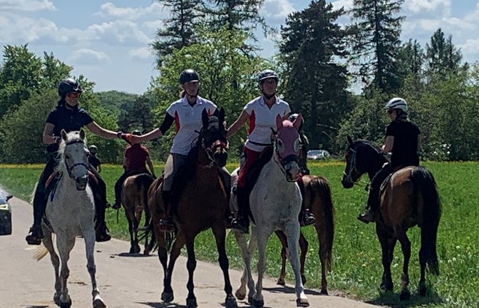 77 Distanzreiter waren am vergangenen Wochenende auf den verschiedenen Strecken (40, 41, 66 und 82 Kilometer) der 19. Hohenzollern Distanz am Start. Ina Baader und ihr Team haben wie immer eine gut organisierte Veranstaltung auf die Beine gestellt. Das weitläufige Gelände rund um das Wanderheim Nägelehaus, wunderschön überhalb von Onstmettingen (Albstadt) gelegen, bietet optimale Voraussetzungen für die Veranstaltung eines Distanzrittes. Sina Röhm hatte für sich und den sechsjährigen Vollblutaraber Wallach Barysch AS die 41-Kilometer-Strecke als Saisoneinstieg und Formüberprüfung gewählt. Begleitet wurden Sina Röhm und Barysch von Maren Röhm auf dem mittlerweile 22-jährigen Whiskey 41. Durch die Lage auf der Schwäbischen Alb sind auf dem Ritt viele Höhenmeter angesagt. So galt es auf den 41 Kilometern, knapp 1000 Höhenmeter zu bewältigen. Geritten wurde bei den 41 Kilometern eine große Schleife, unterbrochen von einer Pulskontrolle mit Vortraben bei Kilometer zwölf, sowie einer 45-minütigen Pause mit Tierarztkontrolle bei Kilometer 26. Barysch und Whiskey zeigten sich von Anfang an in guter Form und absolvierten einen soliden Ritt. Die Tierärzte waren sehr zufrieden mit den beiden, es gab keinerlei Beanstandungen, alle Parameter waren bestens. In einer Reitzeit von 3:15 Stunden belegten Sina Röhm mit Barysch und Maren Röhm mit Whiskey 41 den elften Platz unter 39 Startern auf ihrer Strecke. Damit sind die Reiterinnen sehr zufrieden. Barysch lieferte in seinem dritten Ritt eine tolle Leistung ab.