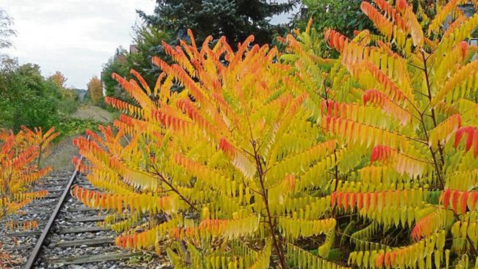 Diese herbstliche Farbpracht an den Gleisen der Nebenbahn in Kleinglattbach hat unser Leser Peter Ritt kunstvoll eingefangen. Diese herbstliche Farbpracht an den Gleisen der Nebenbahn in Kleinglattbach hat unser Leser Peter Ritt kunstvoll eingefangen.