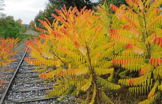 Diese herbstliche Farbpracht an den Gleisen der Nebenbahn in Kleinglattbach hat unser Leser Peter Ritt kunstvoll eingefangen.
