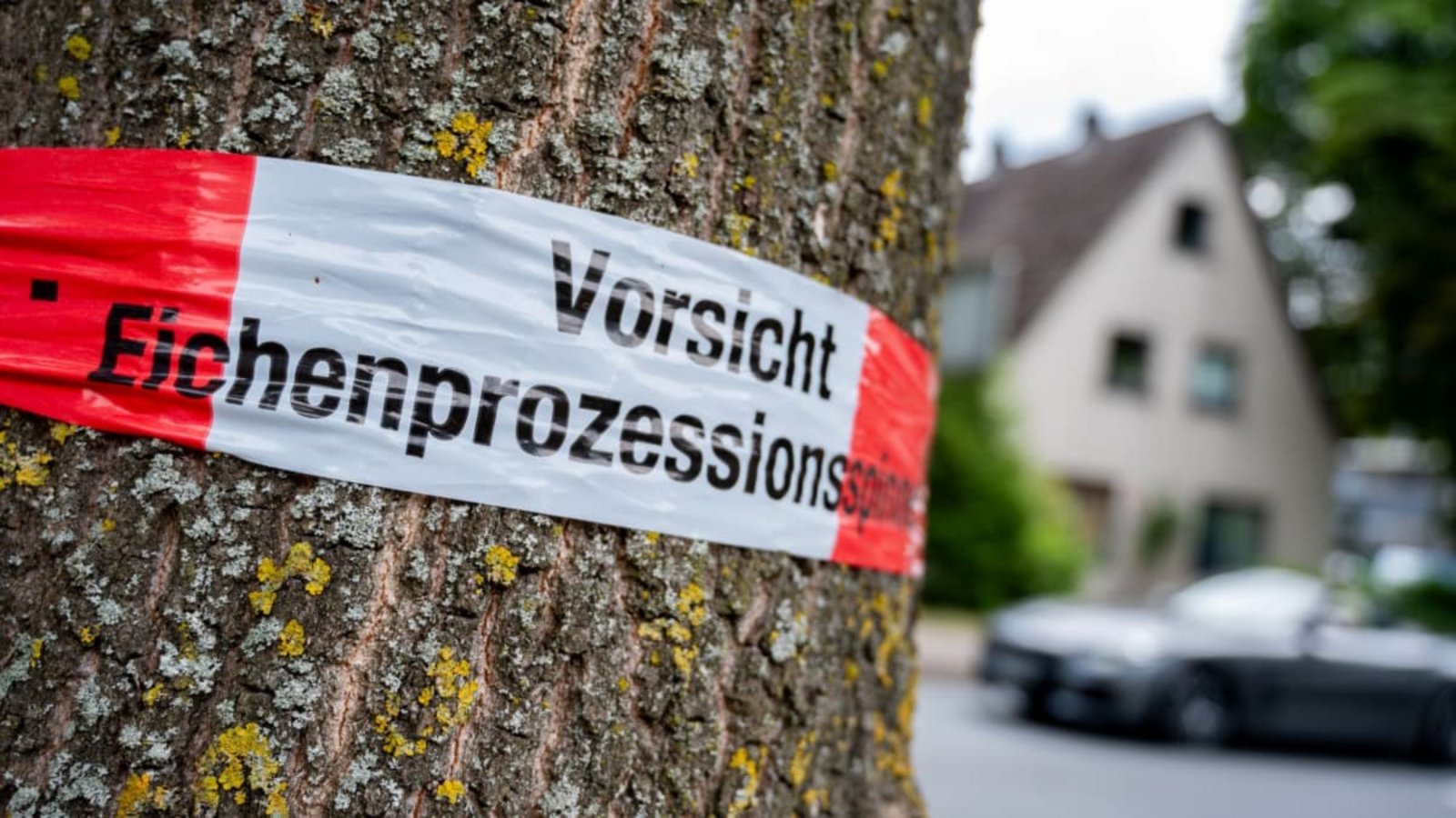 Auch in Leonberg wurden vom Eichenprozessionsspinner befallene Bereiche abgesperrt und die Nester schnellstmöglich entfernt (Symbolbild).Hauke-Christian Dittrich/dpa