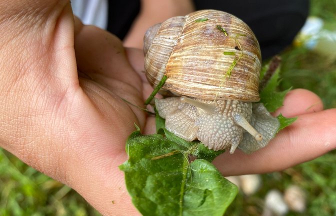 Die Weinbergschnecke frisst aus der Hand, meldet Christel Max samt Bild.