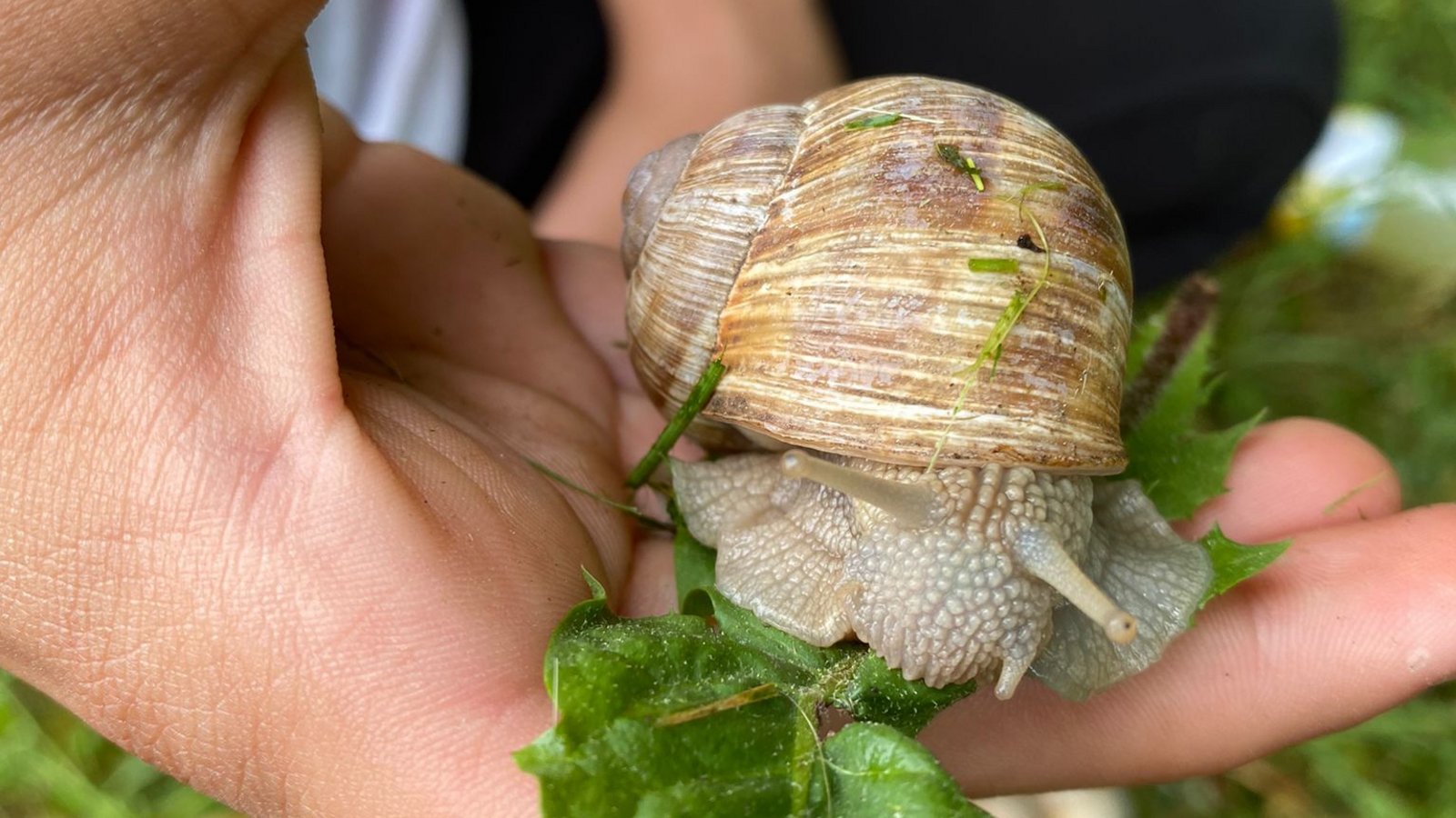 Die Weinbergschnecke frisst aus der Hand, meldet Christel Max samt Bild.