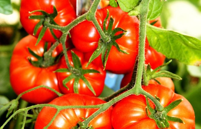 Der OGV bietet bei seinem Verkauf im Garten sechs Tomatenarten und mehr an.  <span class='image-autor'>Foto: OGV</span>
