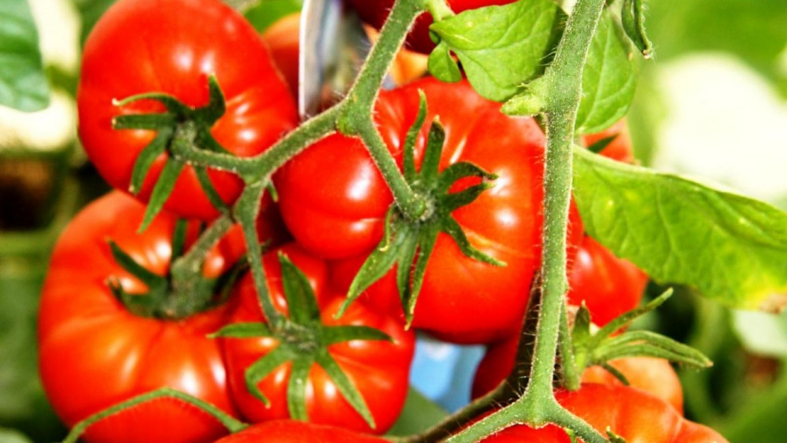 Der OGV bietet bei seinem Verkauf im Garten sechs Tomatenarten und mehr an.  Foto: OGV