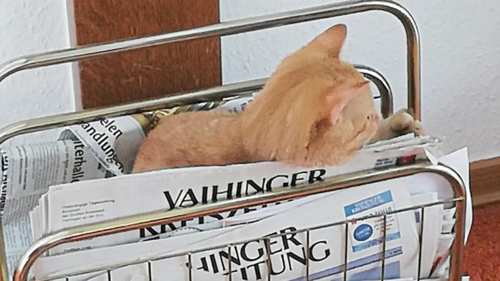 Wo waren noch gleich die Katzen-News? Dem Kater von Leserin Ute Kasper ist die tägliche Zeitungslektüre offenbar ein echtes Bedürfnis.