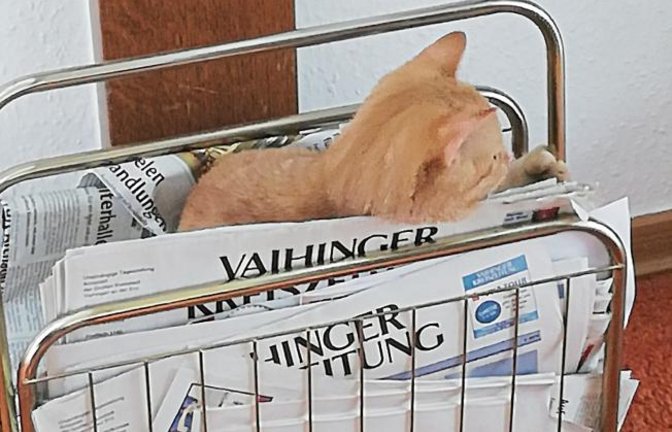 Wo waren noch gleich die Katzen-News? Dem Kater von Leserin Ute Kasper ist die tägliche Zeitungslektüre offenbar ein echtes Bedürfnis.