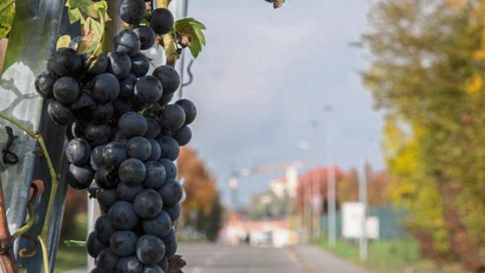 „Wird auf den Eiswein gewartet oder fehlen der Stadt die Erntehelfer?“, fragt sich unser Leser Hans-Joachim Rösner beim Anblick des „kleinsten Vaihinger Weinbergs“ am Kreisverkehr vor dem Globus-Baumarkt.