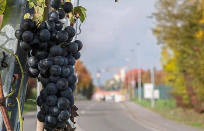 „Wird auf den Eiswein gewartet oder fehlen der Stadt die Erntehelfer?“, fragt sich unser Leser Hans-Joachim Rösner beim Anblick des „kleinsten Vaihinger Weinbergs“ am Kreisverkehr vor dem Globus-Baumarkt.
