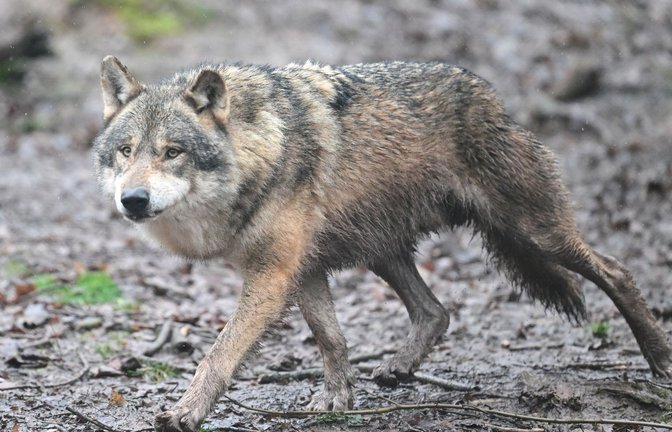 Inzwischen leben 350 Wölfe in der Schweiz. (Symbolfoto)<span class='image-autor'>Foto: Bernd Weißbrod/dpa</span>