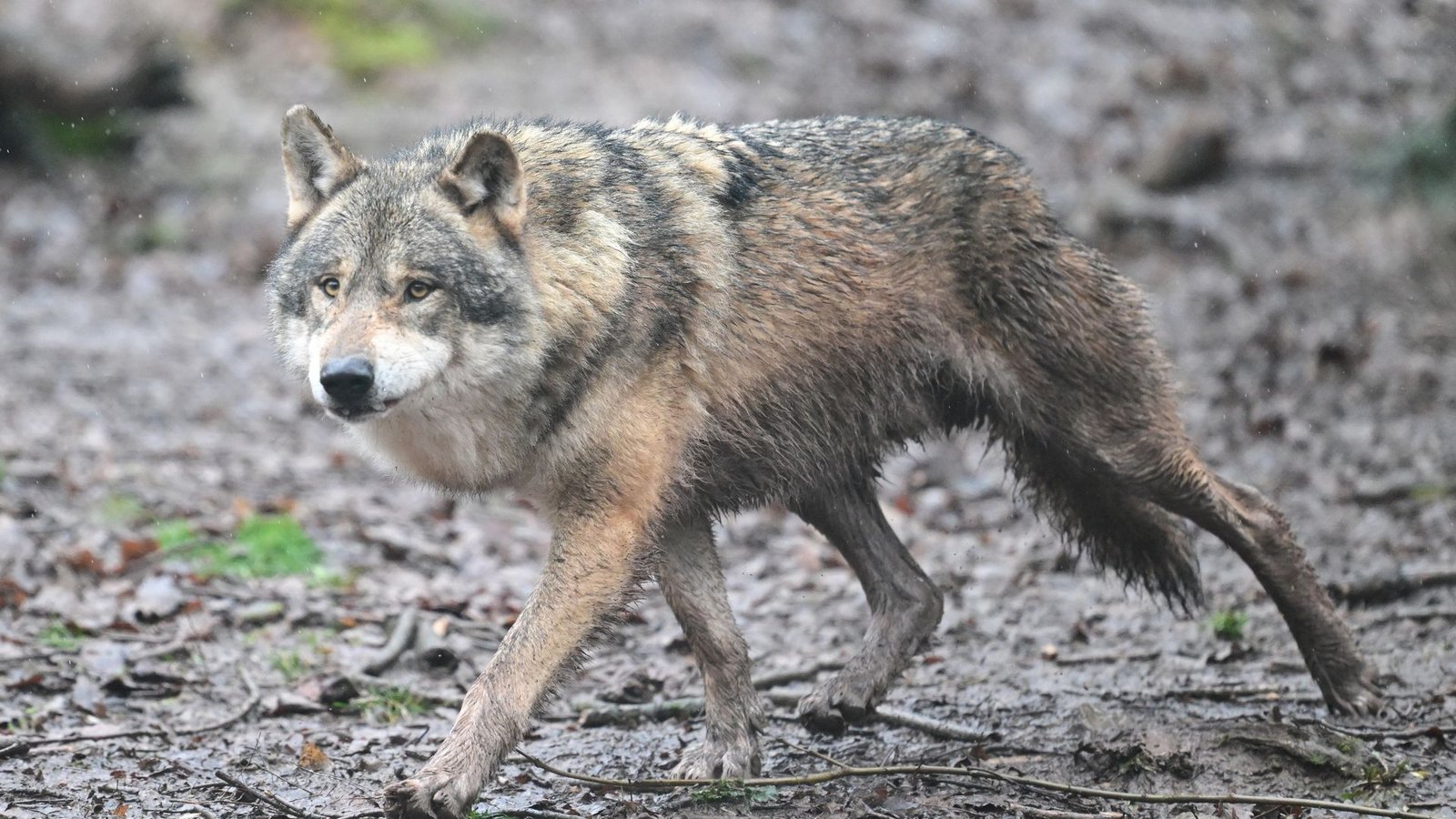 Inzwischen leben 350 Wölfe in der Schweiz. (Symbolfoto)Foto: Bernd Weißbrod/dpa Inzwischen leben 350 Wölfe in der Schweiz. (Symbolfoto)Foto: Bernd Weißbrod/dpa