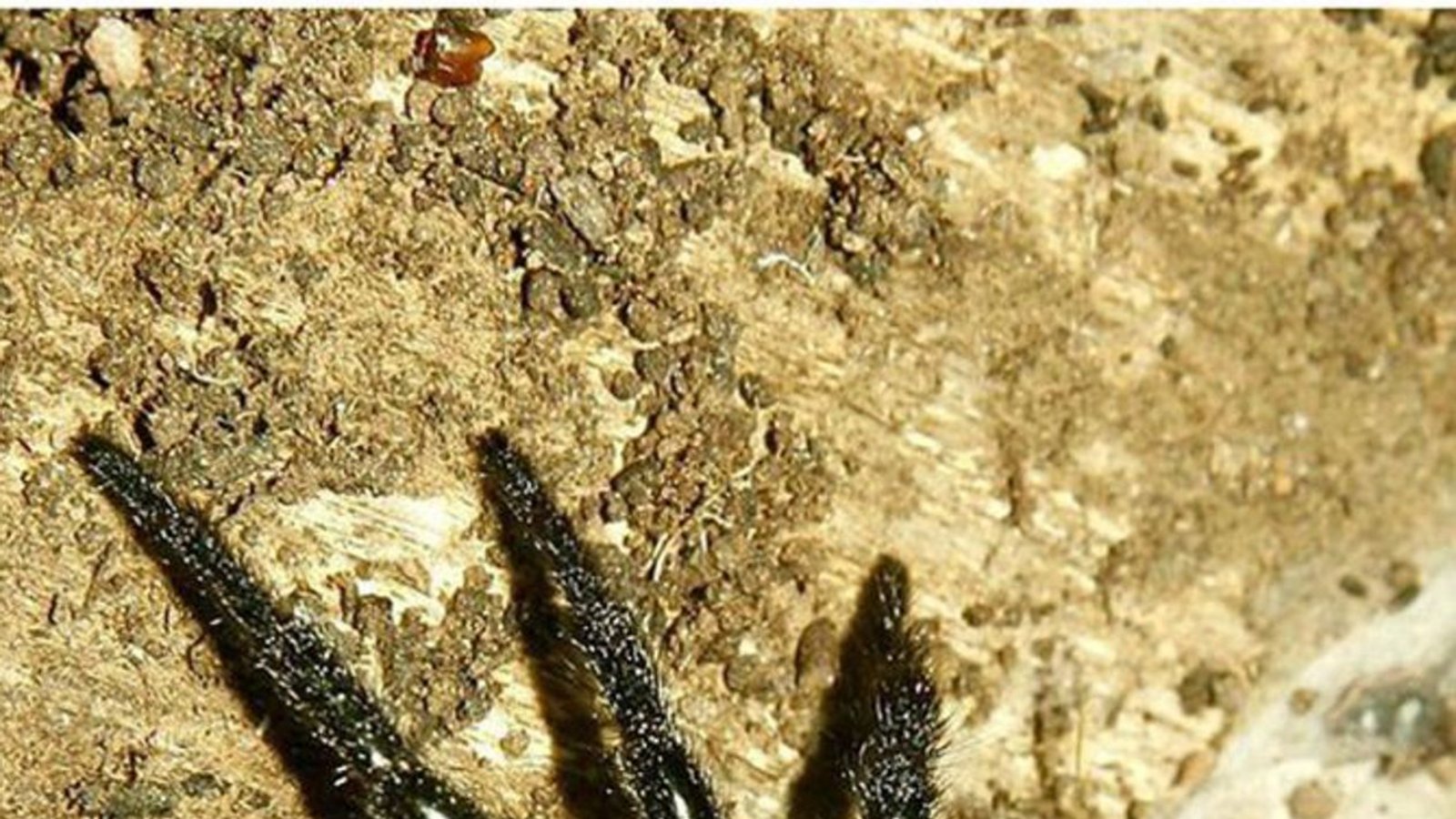 Sydney-Trichternetzspinn (Atrax robustus): Sie gilt als die giftigste  Spinne der Welt. Ein Biss des in Australien vorkommenden Krabbeltieres führt zu schweren Nervenschäden und zum Tod. Das Gift lähmt die Muskulatur und Atmung. Wenn es das Herz, ist es für jede Hilfe zu spät.Foto: Wikipedia commons/Londolozi