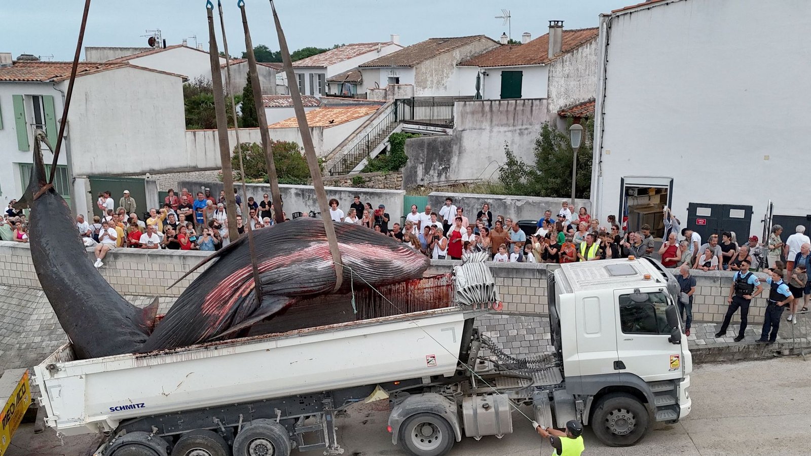 Etliche Menschen schauten zu, als der Walkadaver abtransportiert wurde. (Archivbild)Foto: Romain Perrocheau/AFP/dpa