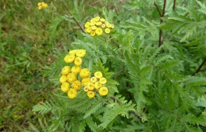 Rainfarn und das Echte Leinkraut - Schönheiten am Wegesrand. Fotos: Rücker