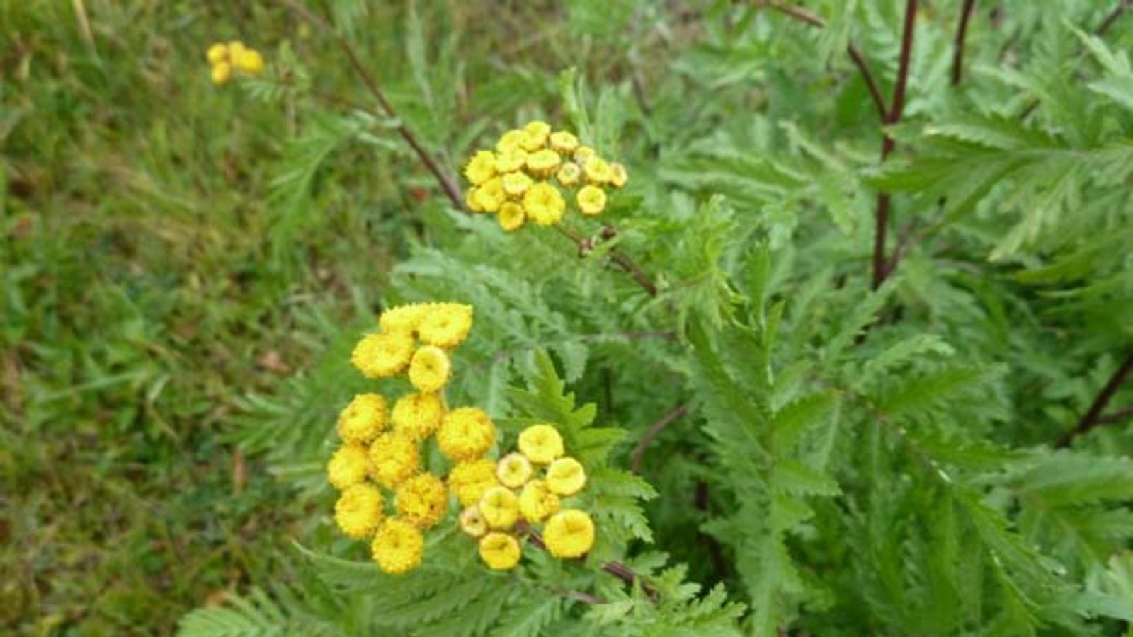Rainfarn und das Echte Leinkraut - Schönheiten am Wegesrand. Fotos: Rücker