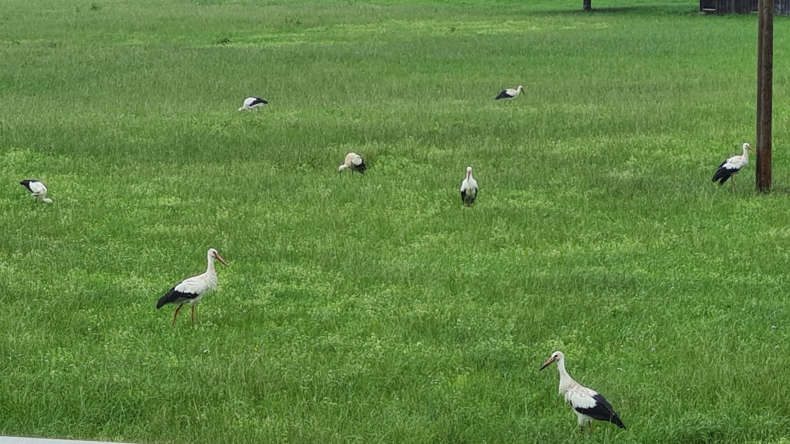 Störche auf Futtersuche auf einer Wiese beim Wanderparkplatz Oberriexingen. Foto: Rieger Störche auf Futtersuche auf einer Wiese beim Wanderparkplatz Oberriexingen. Foto: Rieger