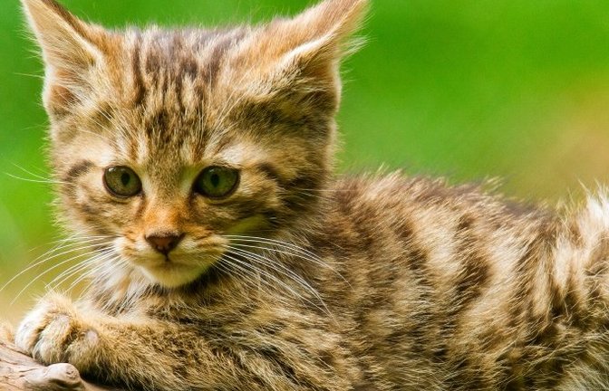 Putzig: eine kleine Wildkatze.  <span class='image-autor'>Foto: Tripsdrill</span>