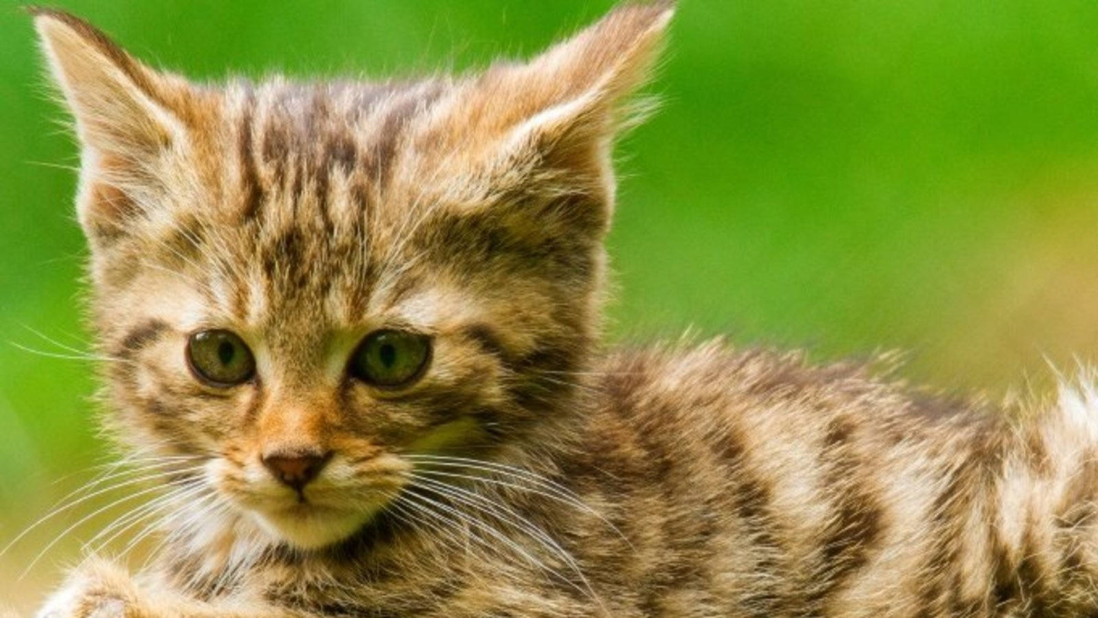 Putzig: eine kleine Wildkatze. Foto: Tripsdrill Putzig: eine kleine Wildkatze. Foto: Tripsdrill