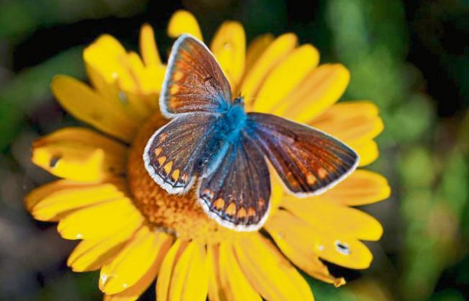 Sie fliegen noch, die Weibchen der Bläulinge – dank des warmen Herbstes. Foto: Thalhäuser