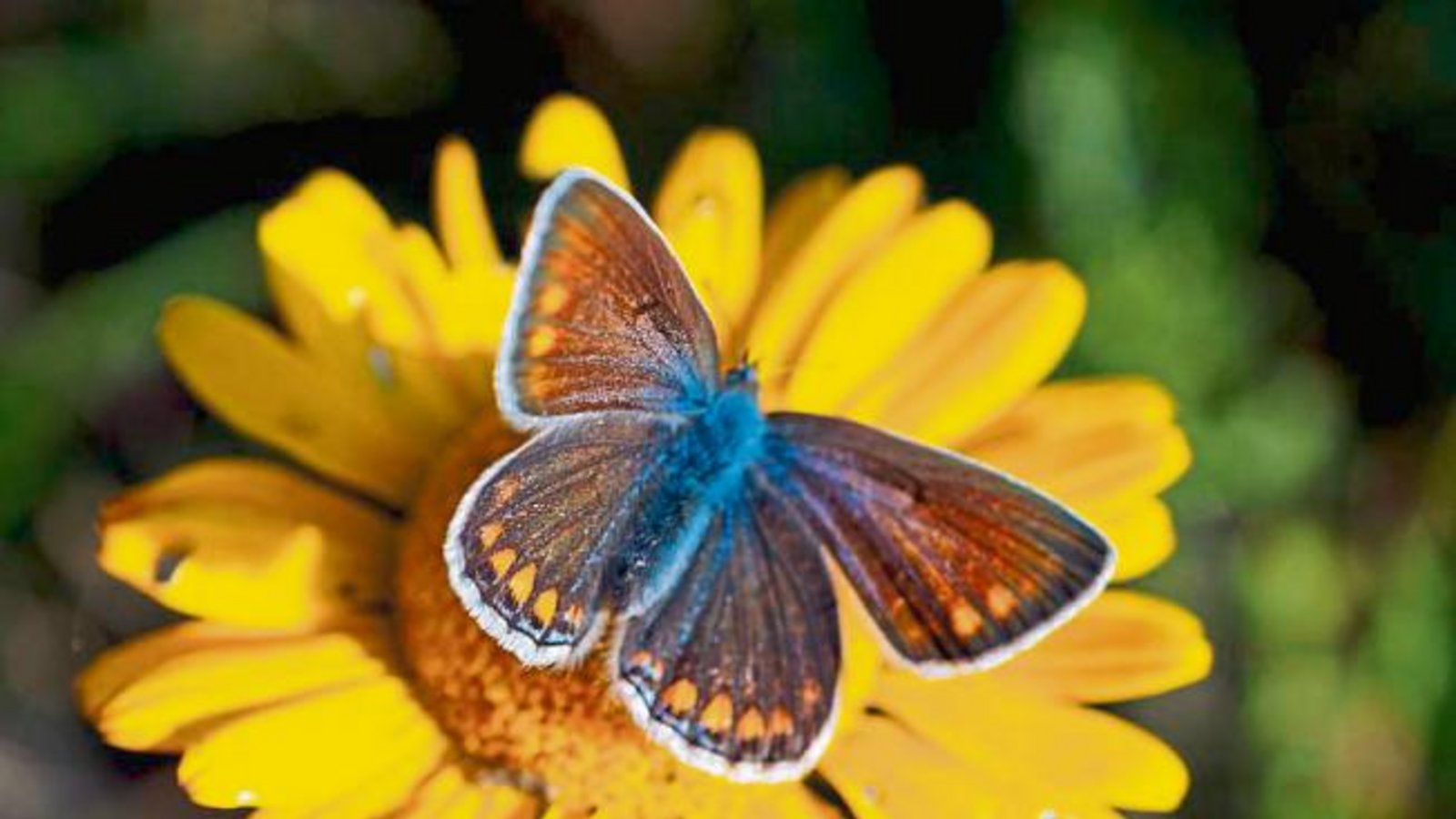 Sie fliegen noch, die Weibchen der Bläulinge – dank des warmen Herbstes. Foto: Thalhäuser