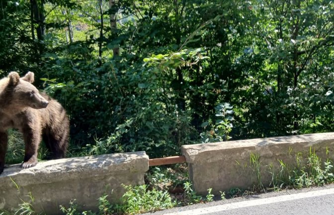 Ein Bär läuft am Rande der Bergstraße Transfagarasan in den rumänischen Karpaten. Möglicherweise streift auch durchs Allgäu ein Bär.<span class='image-autor'>Kathrin Lauer/dpa</span>