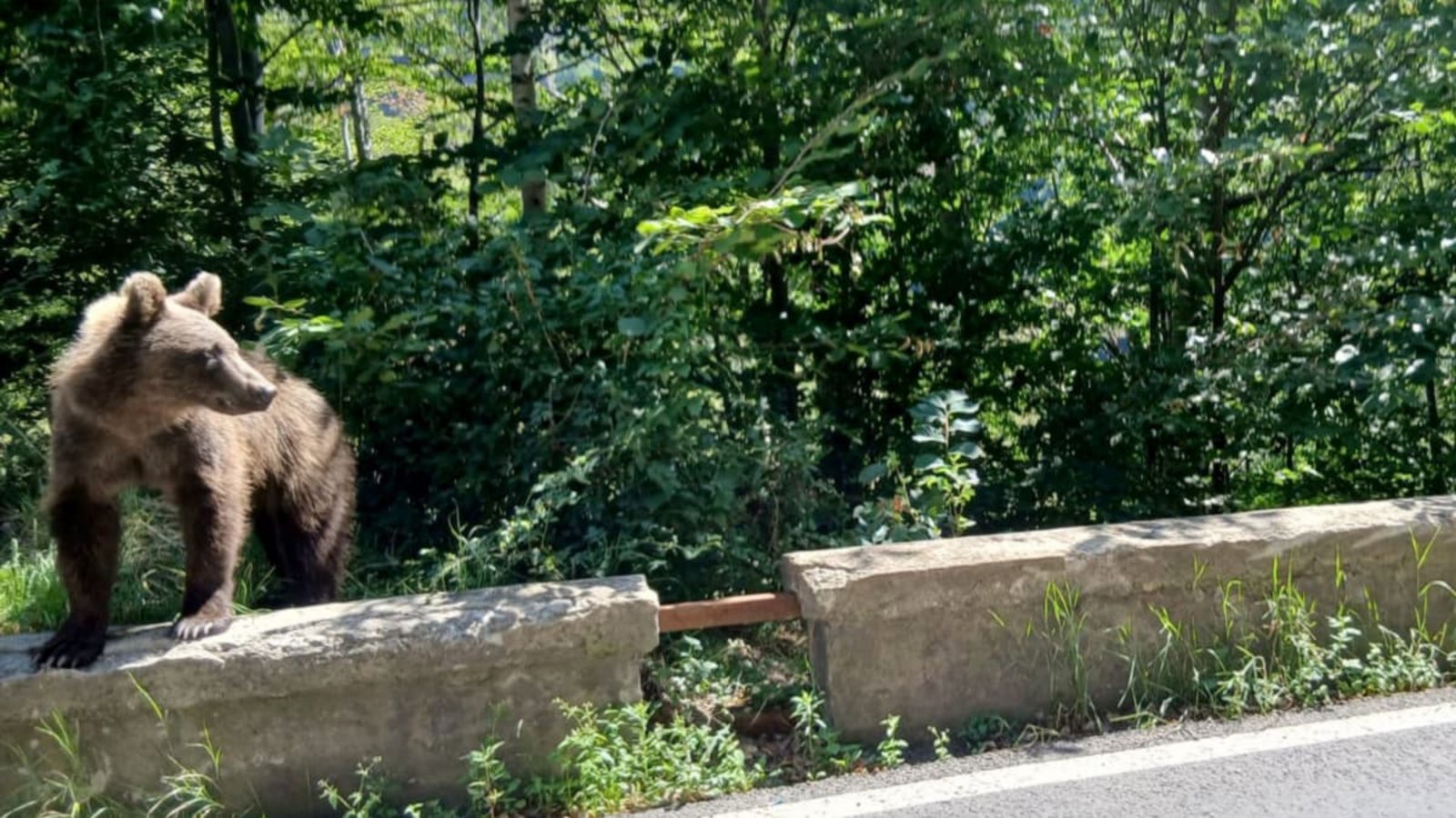 Ein Bär läuft am Rande der Bergstraße Transfagarasan in den rumänischen Karpaten. Möglicherweise streift auch durchs Allgäu ein Bär.Kathrin Lauer/dpa Ein Bär läuft am Rande der Bergstraße Transfagarasan in den rumänischen Karpaten. Möglicherweise streift auch durchs Allgäu ein Bär.Kathrin Lauer/dpa