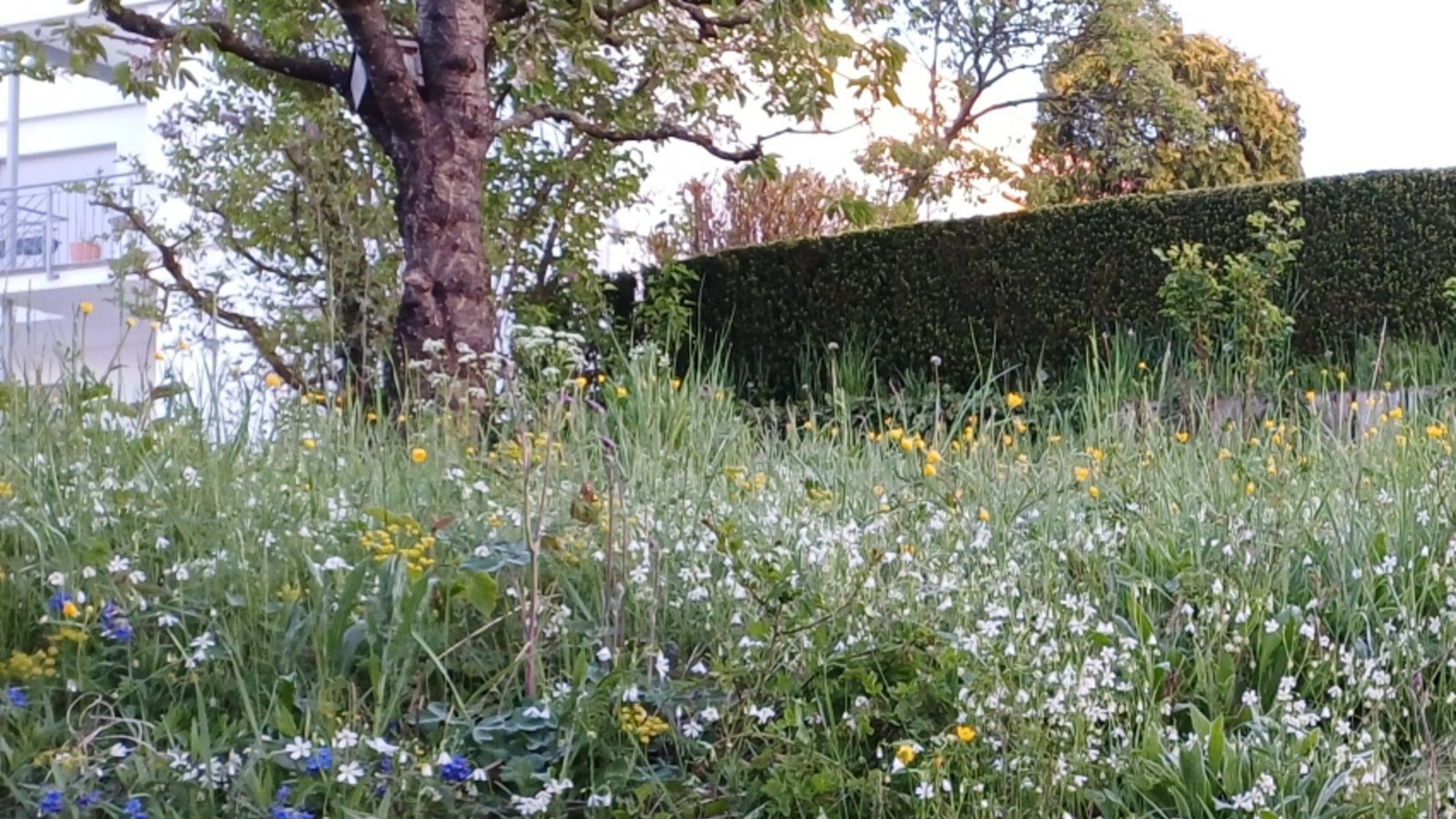 Wie wird der Garten klimafest? Foto: Rücker