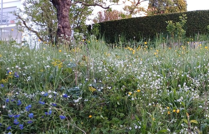 Wie wird der Garten klimafest? <span class='image-autor'>Foto: Rücker</span>