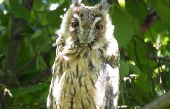 Eine prächtige Waldohreule im Ensinger Garten bei Werner Katzenwadel.