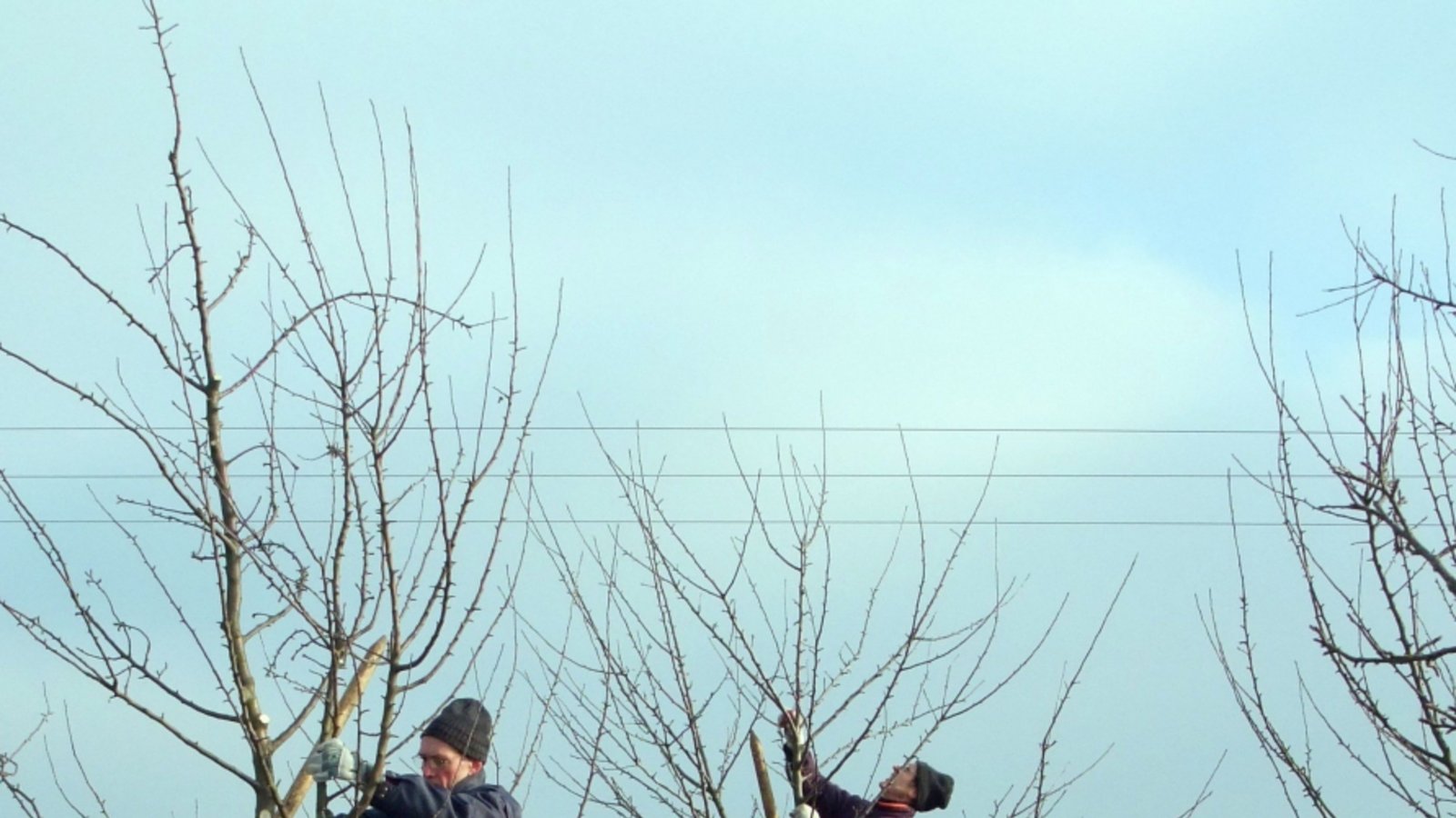 Im Rahmen von Praxiskursen lässt sich der fachgerechte Obstbaumschnitt am besten vermitteln. Foto: Reisch Im Rahmen von Praxiskursen lässt sich der fachgerechte Obstbaumschnitt am besten vermitteln. Foto: Reisch