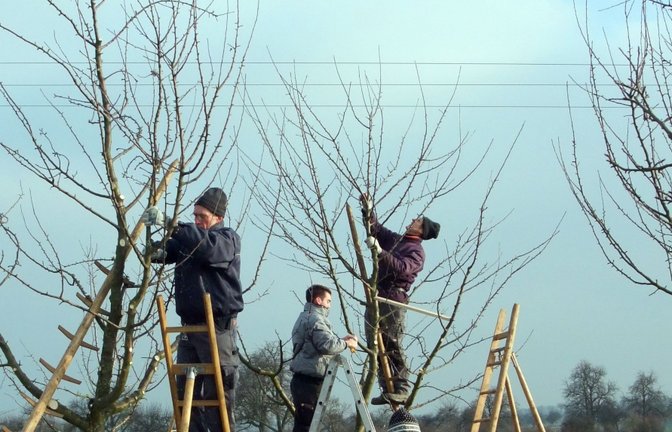 Im Rahmen von Praxiskursen lässt sich der fachgerechte Obstbaumschnitt am besten vermitteln.  <span class='image-autor'>Foto: Reisch</span>