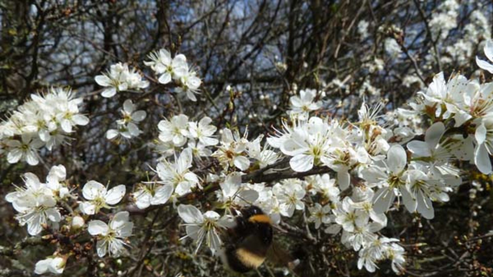Kalter Ostersonntag mit Hummel am Schlehenbusch. Foto: Rücker