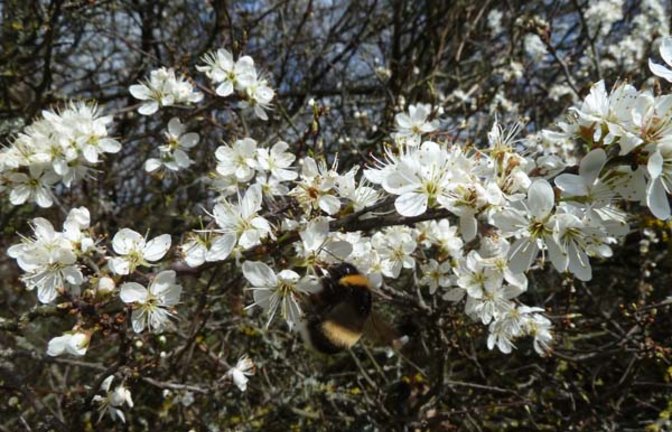 Kalter Ostersonntag mit Hummel am Schlehenbusch. Foto: Rücker